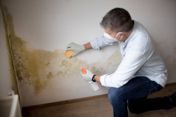 Best Mold Damage Restoration  in Cashion, OK