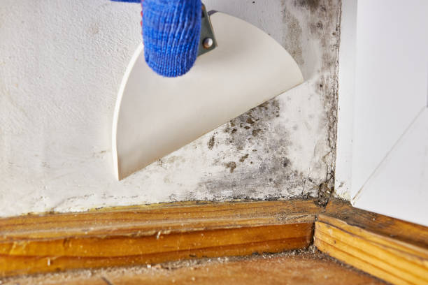 Mold Remediation for Vacation Homes in Cashion, OK