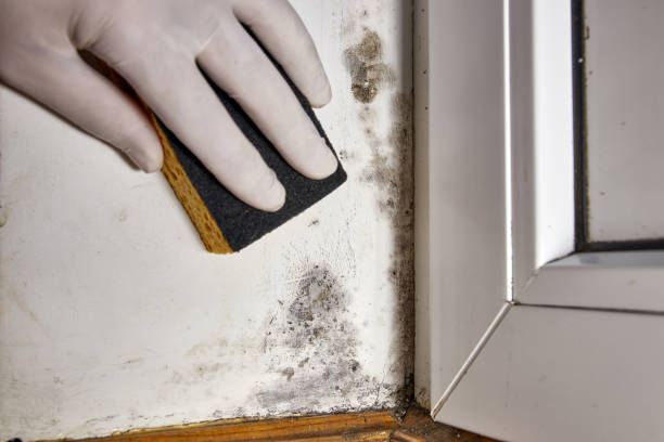 Best Industrial Mold Remediation  in Cashion, OK